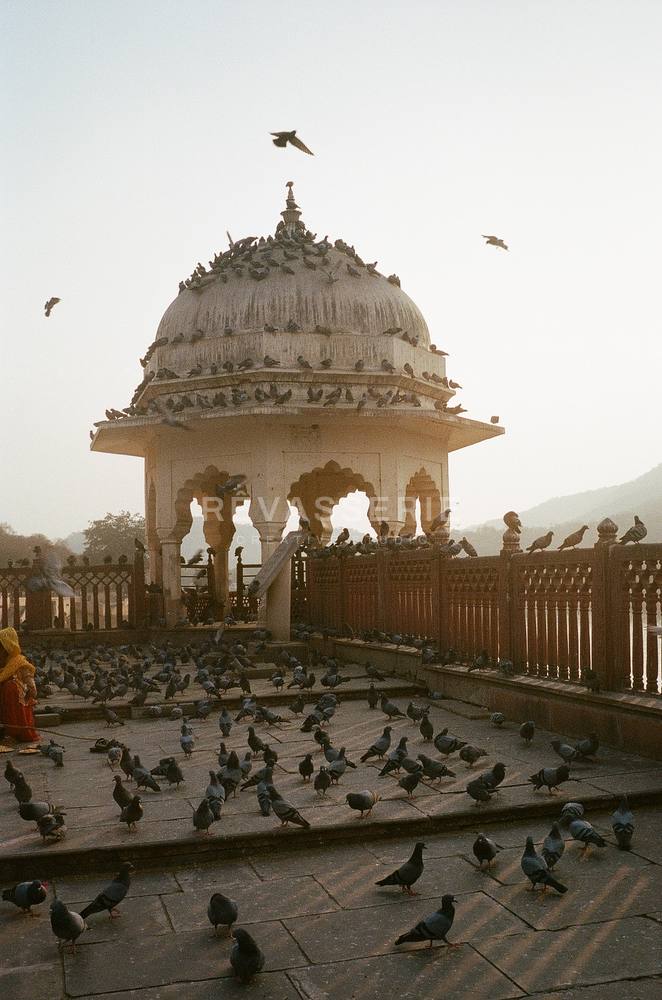 marble pavilion covered in pigeons at first light in jaipur india, 35mm film photography